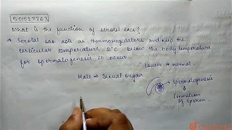function of scrotum class 12