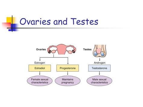 function of testis and ovary class 12