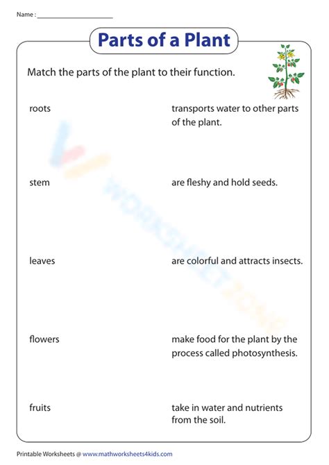 functions of a plant worksheet