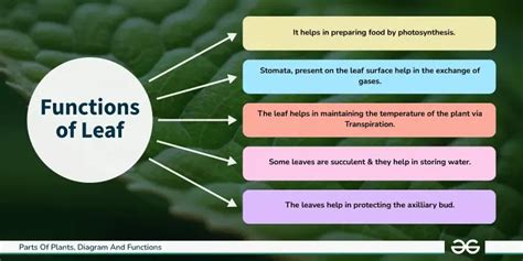 functions of leaf class 6