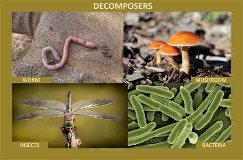 fungi decomposers