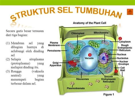 fungsi kromatin pada sel tumbuhan