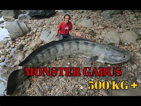 gambar ikan gabus terbesar di indonesia