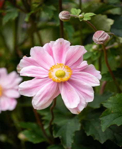 Garden Breeze Catalog