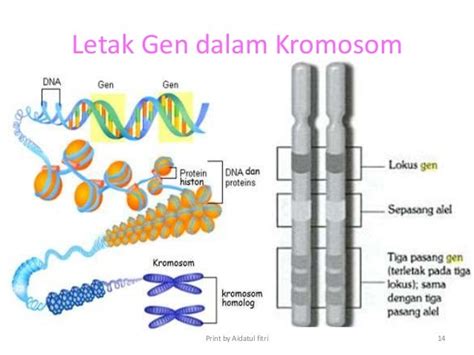 gen di dna