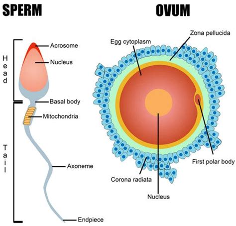 Genetic material of sperm and ova