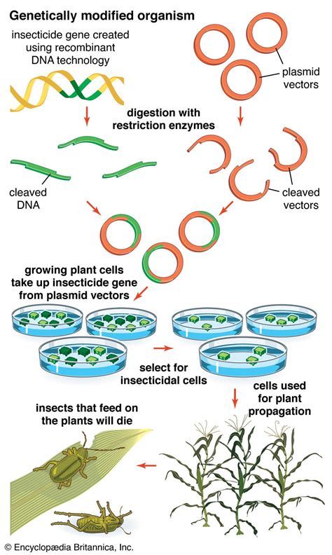 genetically modified plant