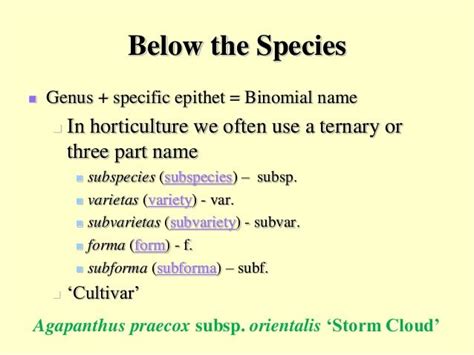 genus and specific epithet example