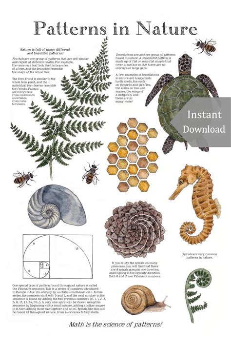 give 5 examples of patterns in nature