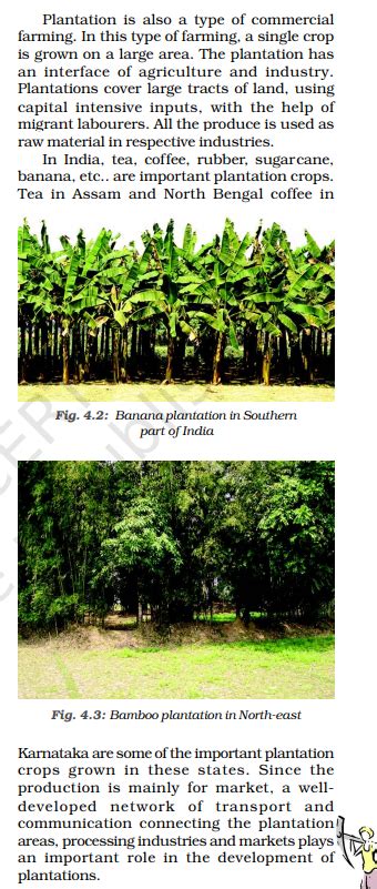 give any two examples of plantation crops