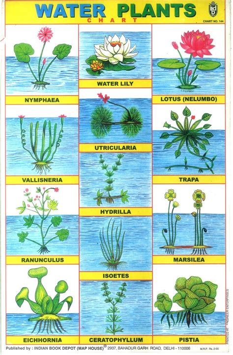 give examples of aquatic plants