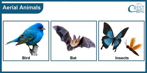 give two examples of aerial animals class 4