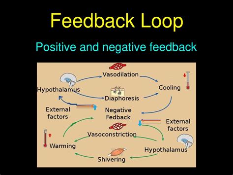 gives some examples of positive and negative feedback loops