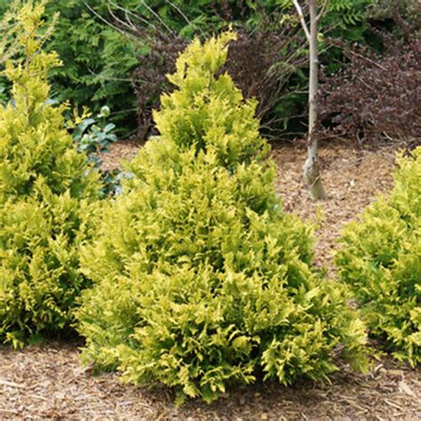 gold mop cypress vs false cypress
