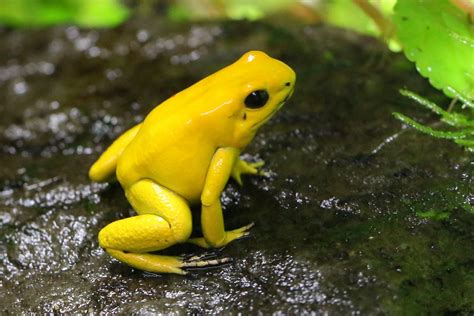 Golden Poison Frog