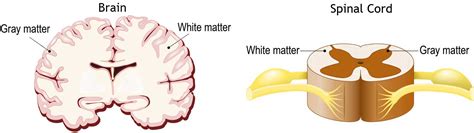 grey matter and white matter in spinal cord and brain