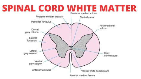 grey matter and white matter in spinal cord function