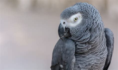 grey objects in nature