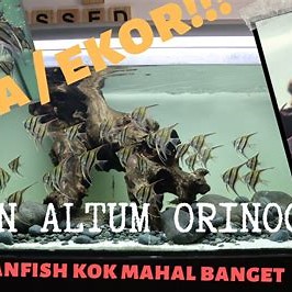 habitat ikan manfish altum