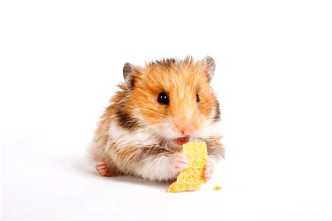 hamsters nutrition
