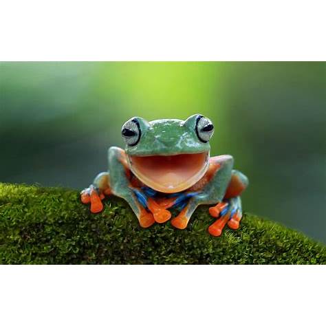 happy Frog