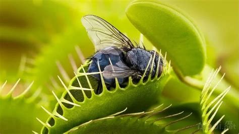 haptonasti venus flytrap menangkap serangga