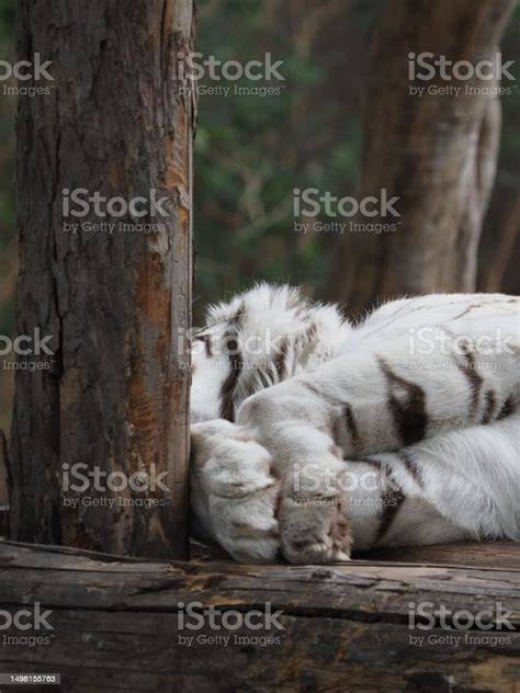 Harimau putih yang tenang