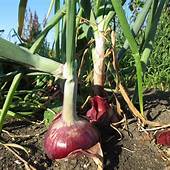 harvesting red onions