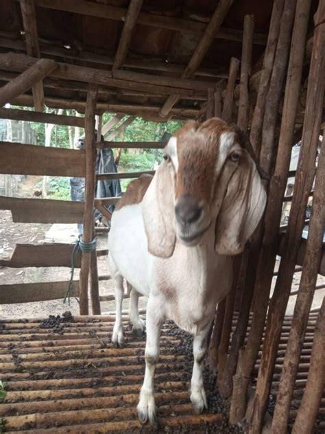 healthy goat in indonesia