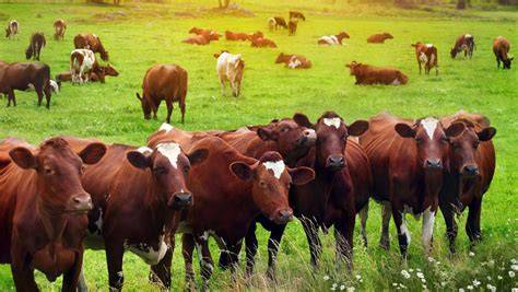healthy livestock