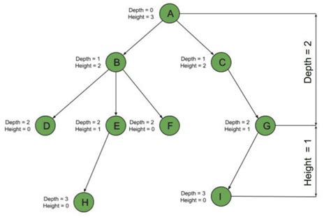 height depth and level of a tree