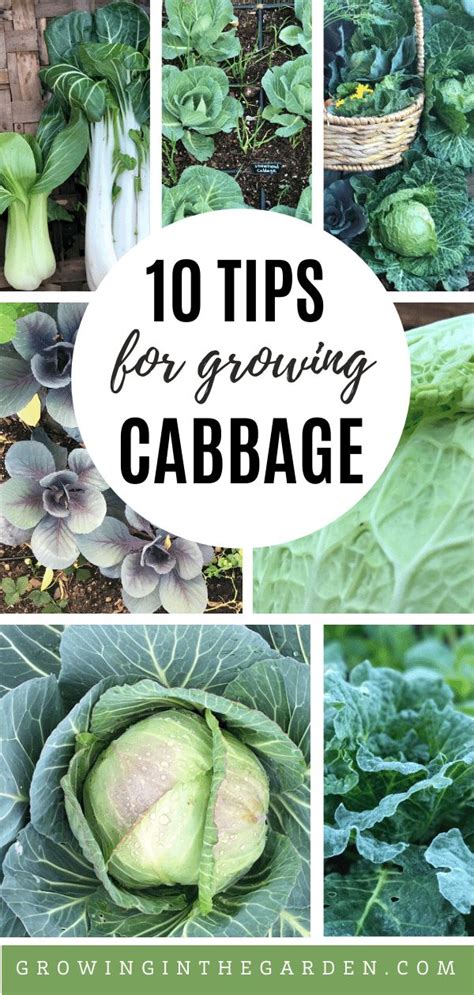 herbs to plant with cabbage
