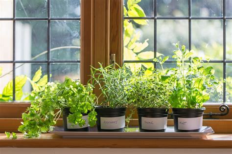 herbs to put with cabbage