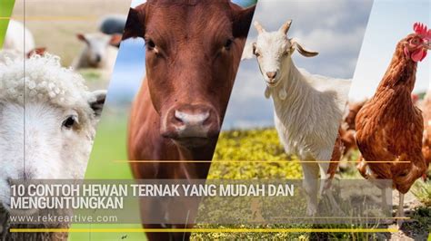 Ilustrasi hewan ternak