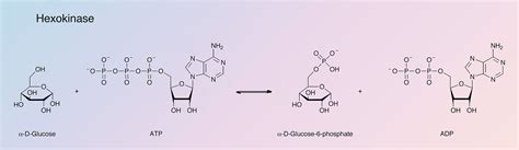 hexokinase enzim