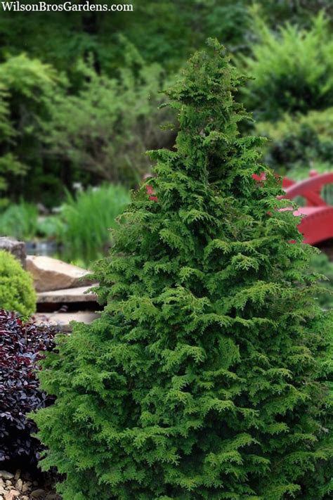 hinoki cypress vs false cypress