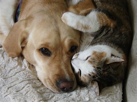 how are cats and dogs friends