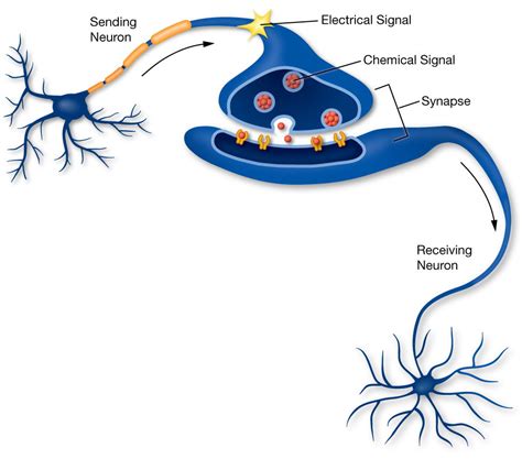how are signals sent from one neuron to another