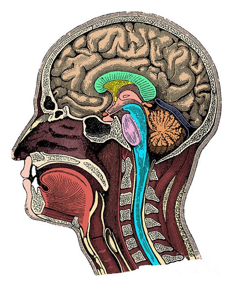 how close is the brain to the skull