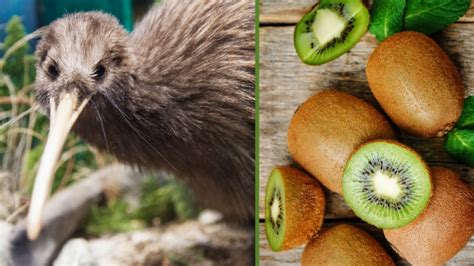 how did kiwi get its name