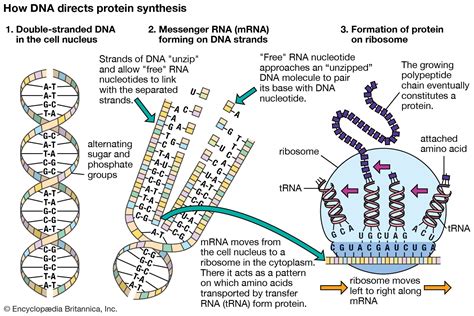 DNA to Protein