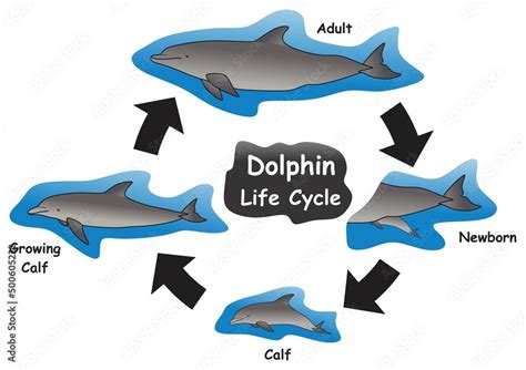 how do dolphins grow