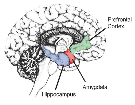 how do you increase your hippocampal volume