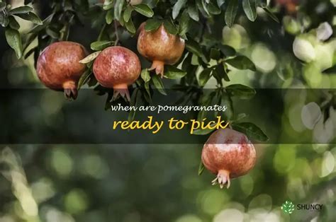 how do you know if a pomegranate is ready to pick