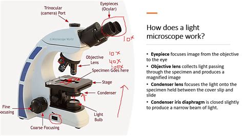 how does a light microscope work simple