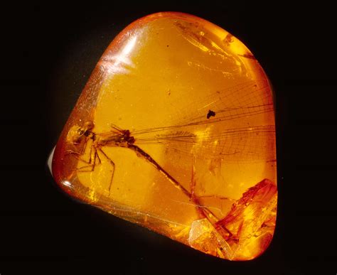 how does amber form fossils
