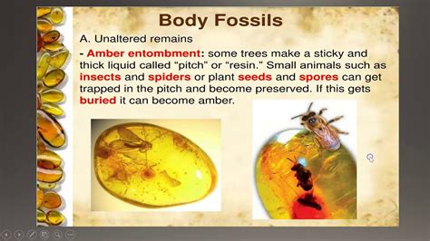 how does amber fossil form