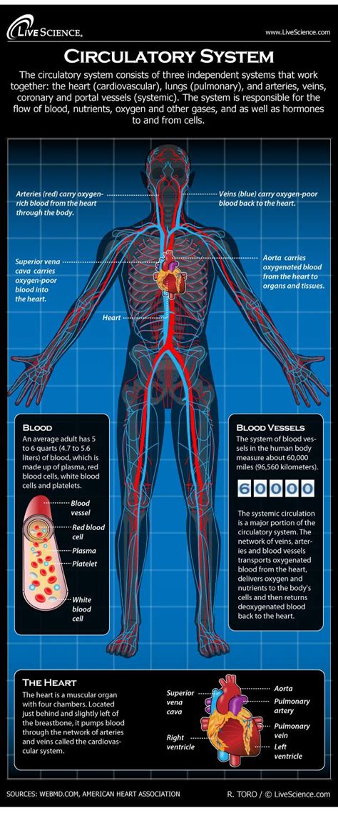how does circulation work