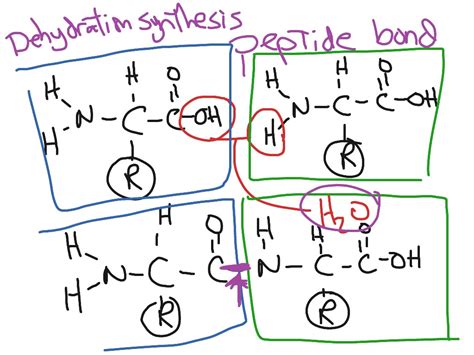 how does dehydration synthesis work in proteins
