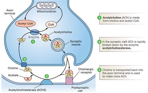 how does dopamine affect acetylcholine